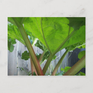 Postale Carte Rhubarb