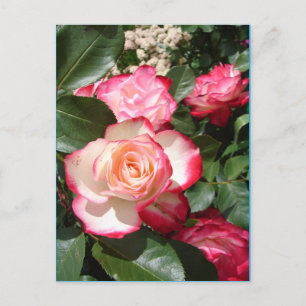 Postale Carte Rose de fleurs Roses rouge et blanc