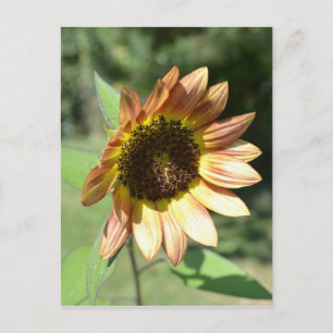 Postale Carte Sunflower de septembre