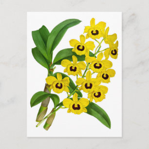 Postale Carte vintage à fleurs d'orchidées jaunes