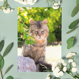 Postale Chat aux yeux verts à Ravello en Italie - Carte po