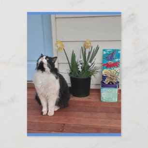 Postale Chat Smoking Élégant avec de Jolies Fleurs Carte P