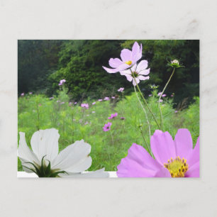 Postale Cosmea, Fleurs sauvages Champ do-it-yourself Carte