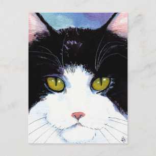 Postale Cuite chat noir & blanc tuxedo Maine Coon carte po