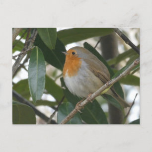 Postale Cute Robin & Feuilles verts do-it-yourself carte p