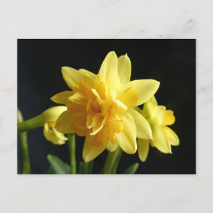 Postale Daffodiles à deux fleurs do-it-yourself carte post