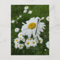 Daisers Fermer & Damselfly do-it-yourself carte po