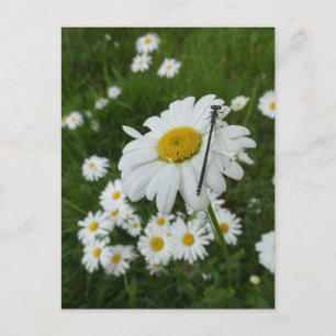 Postale Daisers Fermer & Damselfly do-it-yourself carte po