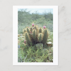Postale Desert Blooms Cactus Sonora Arizona Photo Carte po