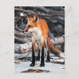 Postale Enregistrer notre planète série rouge renard carte