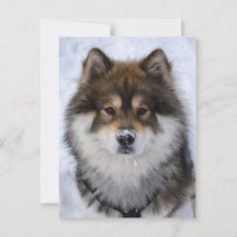 Eurasier, carte de voeux pour chien