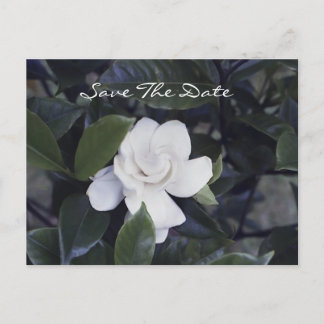 Postale Faire-part Enchanter Gardenia Enregistrer La Date Carte Posta