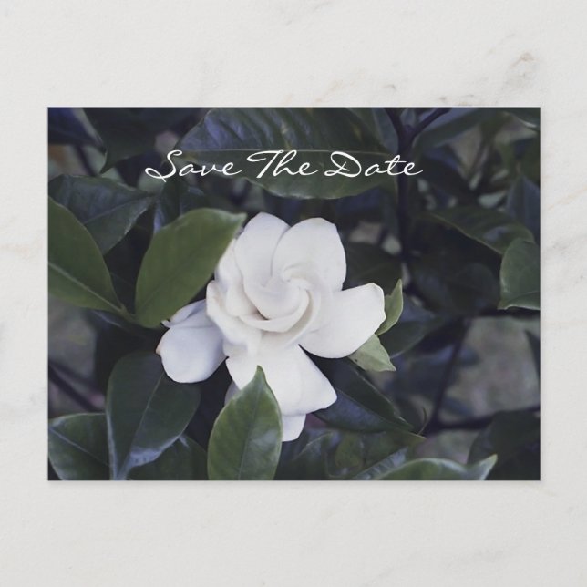 Postale Faire-part Enchanter Gardenia Enregistrer La Date Carte Posta (Devant)