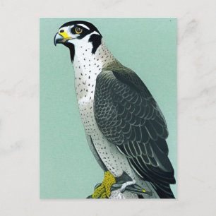 Postale Faucon pèlerin - Carte d'art de la faune oiseau de