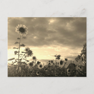 Postale Fier tournesol au coucher du soleil - Carte postal