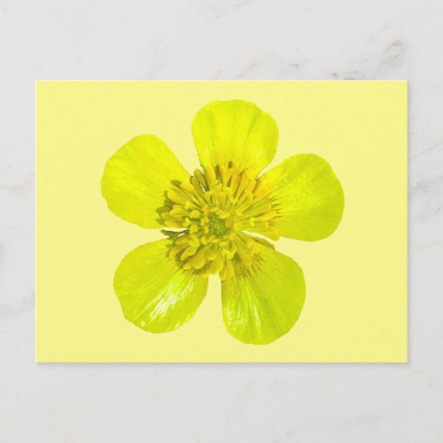 Postale Fleur en beaming Buttercup - transparent. Carte (Devant)