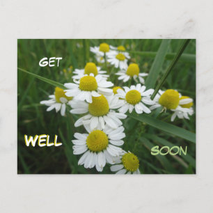 Postale Fleurs de Camomille en Gros Plan Carte de Vœux de 