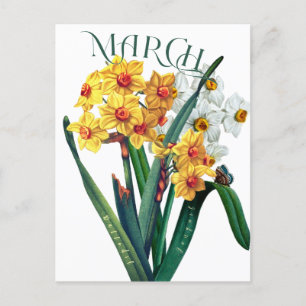 Postale Fleurs de mars Jonquil Daffodil Fancy Carte postal
