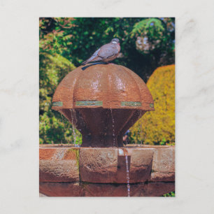 Postale Fontaine de bois Pigeon Photographie Vintage Carte