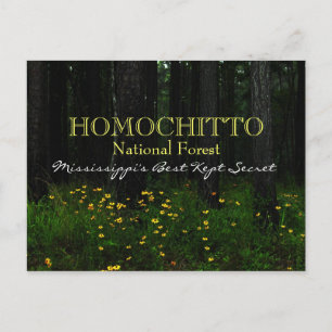 Postale Forêt nationale d'Homochitto - Mississippi carte p