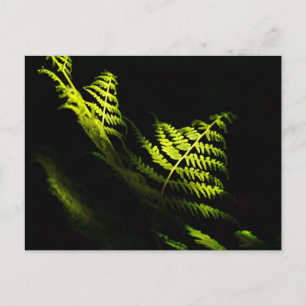 Postale Fougères de forêt ensoleillées (6203) carte posta
