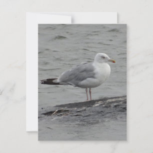Postale Grande carte plate seagul