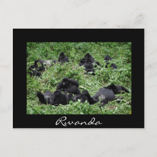 Postale Groupe de gorilles de montagne noire Rwanda carte 