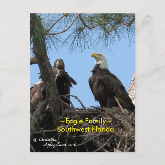 Postale Harriet Eagle oiseaux de famille Floride Carte pos (Devant)