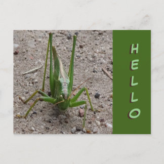 Postale Joli Grasshopper vert Gros plan Fermer HELLO Carte