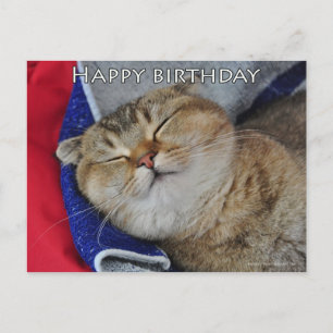 Postale Joli plat écossais nouilles drôle chat carte d'ann