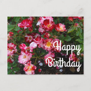 Postale Joyeux Anniversaire Quatre Juillet Rose #1 Carte P