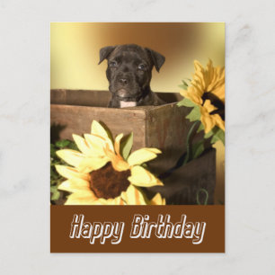 Postale Joyeux Birthday Staffordshire Terrier Dog carte po