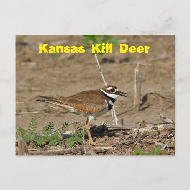 Postale Kansas Kill Deer dans une CARTE POST. (Devant)