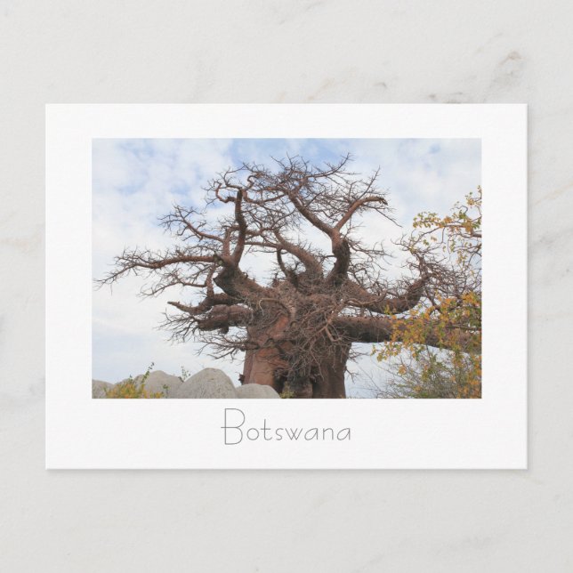 Postale Kubu Island Baobab Tree Botswana Scenery Carte pos (Devant)