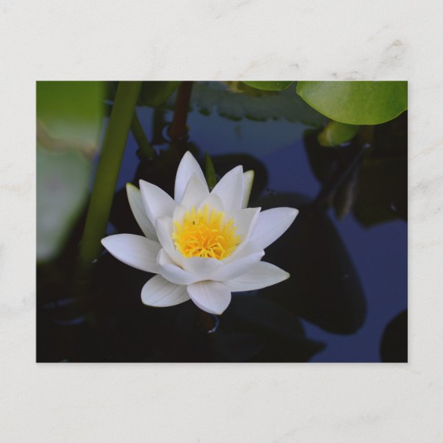 Postale La carte Lotus Blanche (Devant)