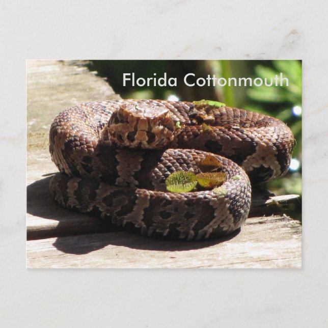 Postale La Floride Cottonmouth - Apprentissage Carte Posta (Devant)