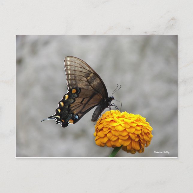 Postale Ma carte papillon (Devant)
