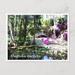 Postale Magnolia Plantation Gardens Charleston SC Carte po