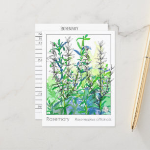 Postale Materia Medica Rosemary Plante Carte d'étude sur l
