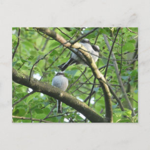 Postale Mignons Oiseaux à long queues do-it-yourself carte
