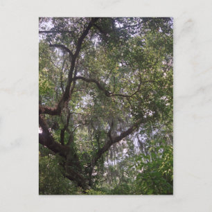 Postale Moss Forest Canopy Custom Louisiana Art Carte post