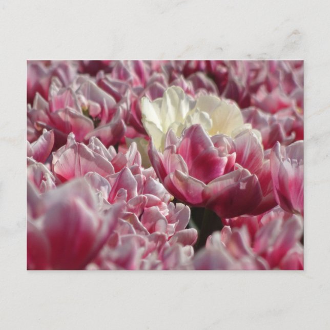 Postale Motif Tulipes blanches roses do-it-yourself carte  (Devant)