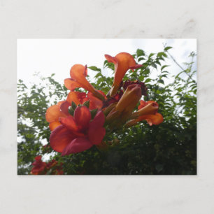 Postale Orange Trumpet Vine Fleurs do-it-yourself Carte Po