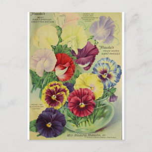 Postale Pansies Pansy Fleur Botanique Vintage Carte postal