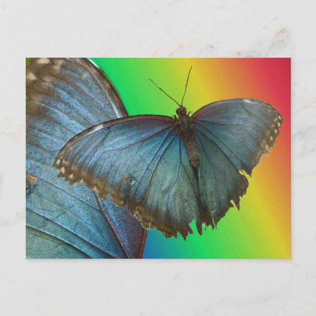 Postale Papillon bleu Morpho & do-it-yourself carte postal (Devant)