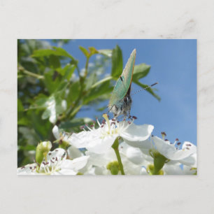 Postale Papillon Hairstreak vert do-it-yourself carte post