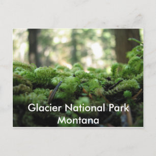 Postale Parc national des Glaciers, Montana Mossy Carte po