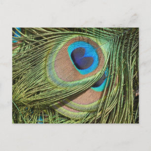 Postale Peacock Feathers Close Up do-it-yourself carte pos