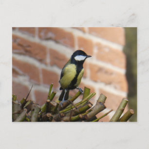 Postale Petit oiseau mignon sur do-it-yourself carte posta