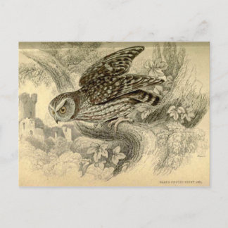 Postale Petite chouette :  Carte d'illustration de vintage